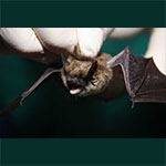 image of bat
