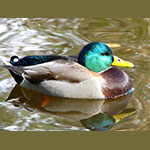 image of duck